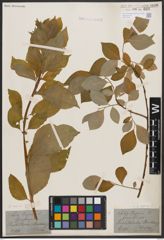 Foto von Salix caprea L.